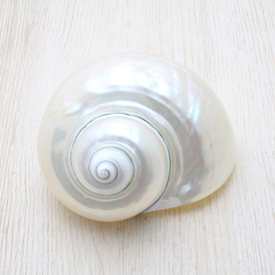 アフリカヤコウガイ（磨）夜光貝 貝殻 約8.0〜10cm コレクション