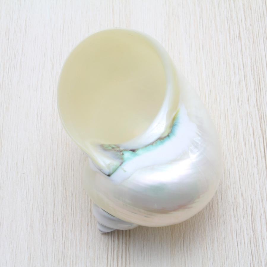 アフリカヤコウガイ（磨）夜光貝 貝殻 約8.0〜10cm コレクション