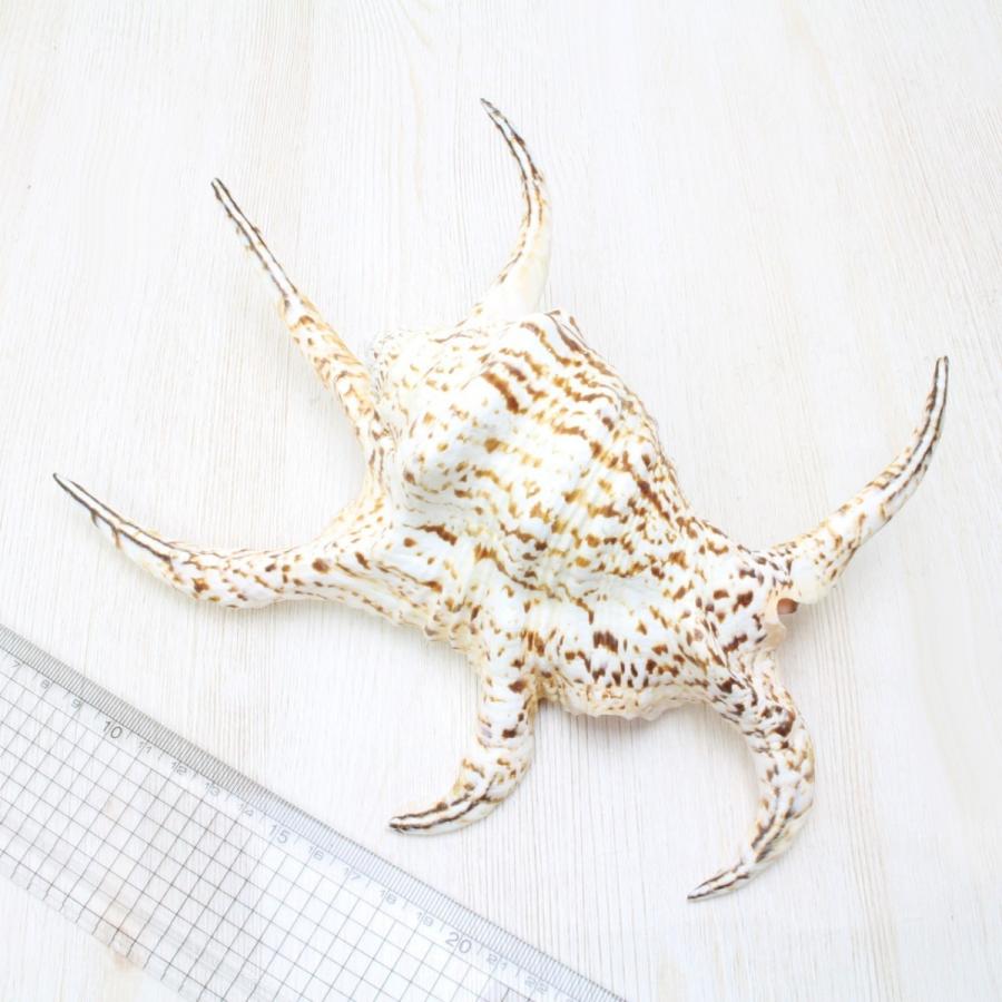 スイジガイ（水字貝） XLサイズ 貝殻 約20〜23cm 標本 オーナメント