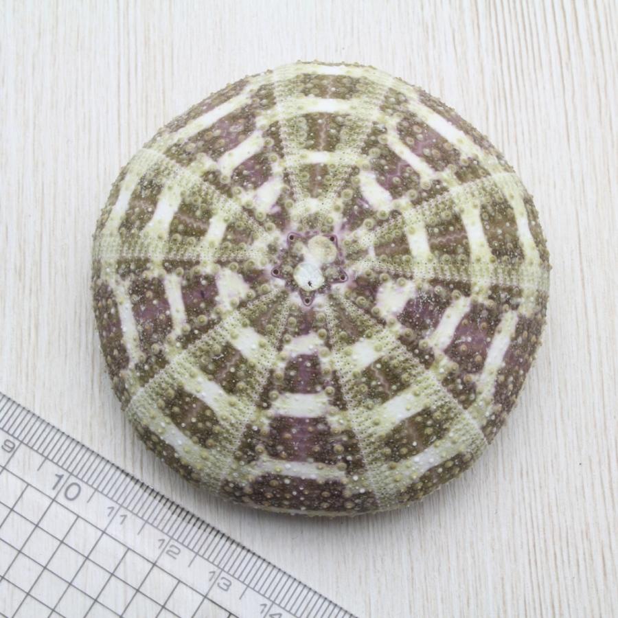 ウニ殻（茶・緑系） 貝殻 約7〜8cm 標本 インテリア 天然