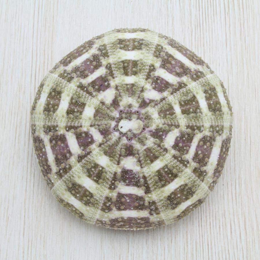 ウニ殻（茶・緑系） 貝殻 約7〜8cm 標本 インテリア 天然