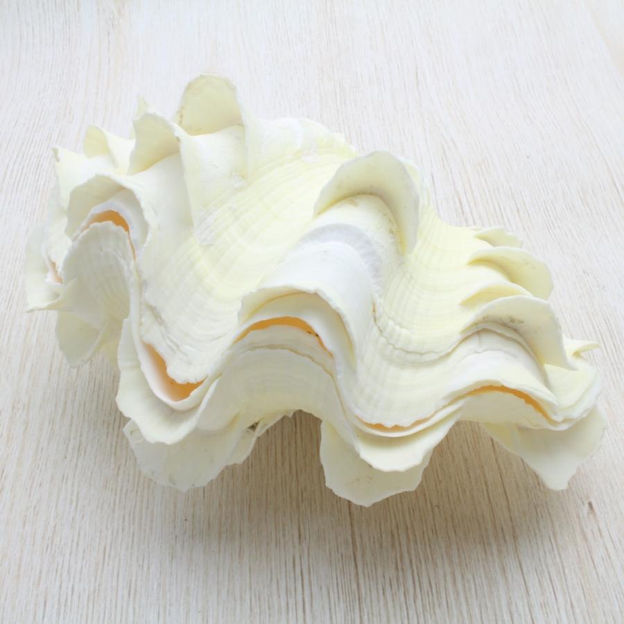 ヒレジャコガイ Lサイズ 貝殻 約14〜16cm シャコガイ インテリア