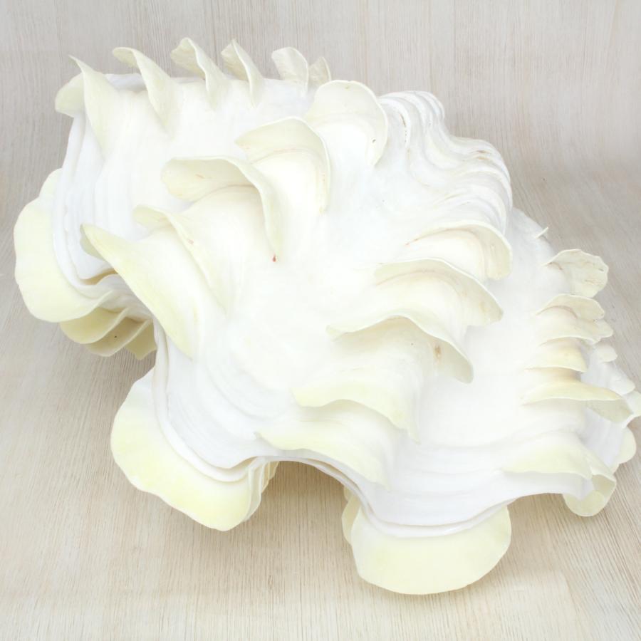 ヒレジャコガイ（現物品） 貝殻 約29cm シャコガイ インテリア