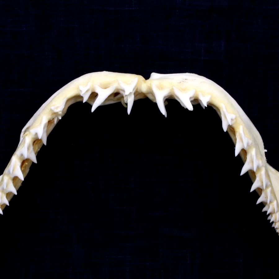 サメ 標本】アオザメNo.168 顎骨標本 サメの歯 コレクション 教材