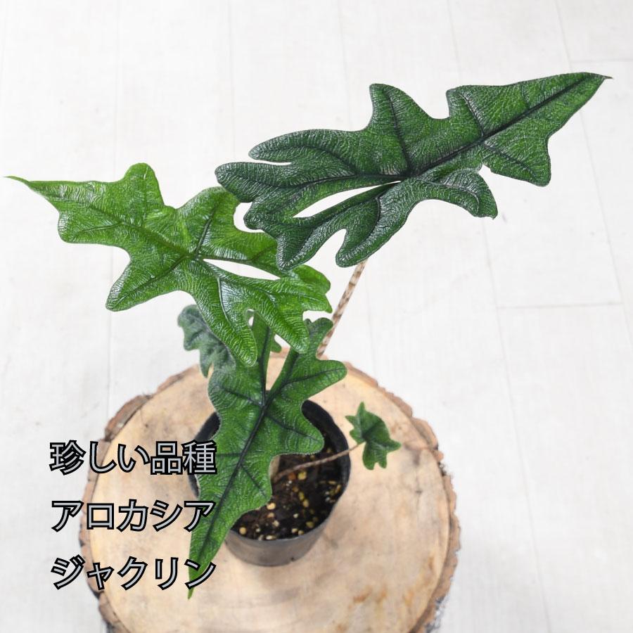 吉本花城園 アロカシア ジャクリン ジャックリン 観葉植物 珍しい品種