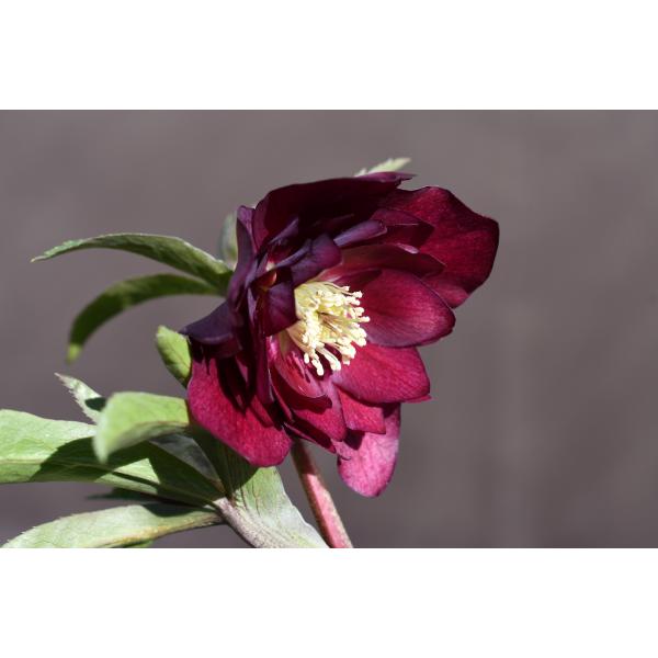 クリスマスローズ開花株 DDグロッシーカラー☆グロスレッド 015 現品