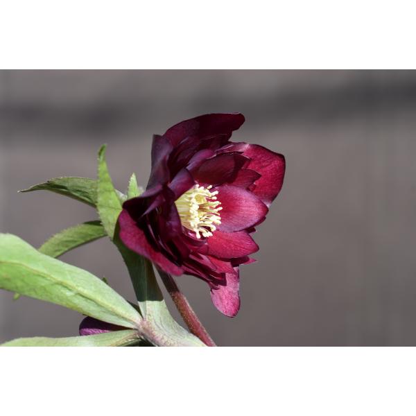 クリスマスローズ開花株 DDグロッシーカラー☆グロスレッド 015 現品