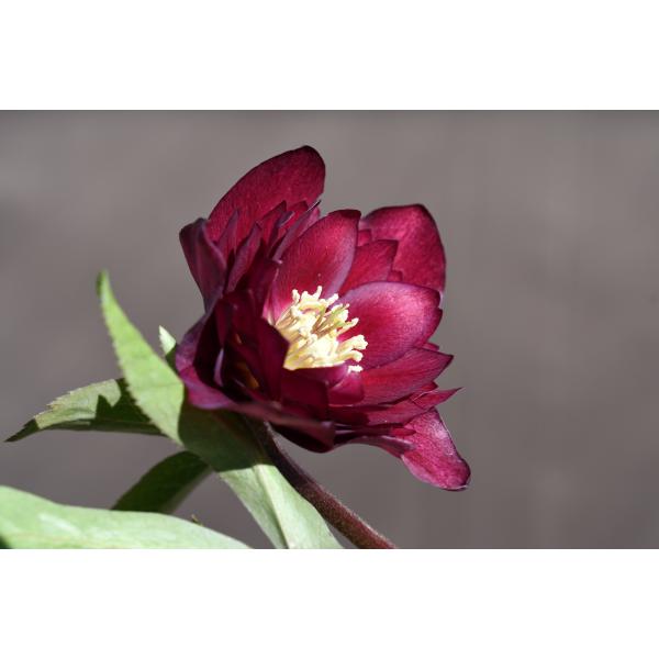 クリスマスローズ開花株 DDグロッシーカラー☆グロスレッド 015 現品