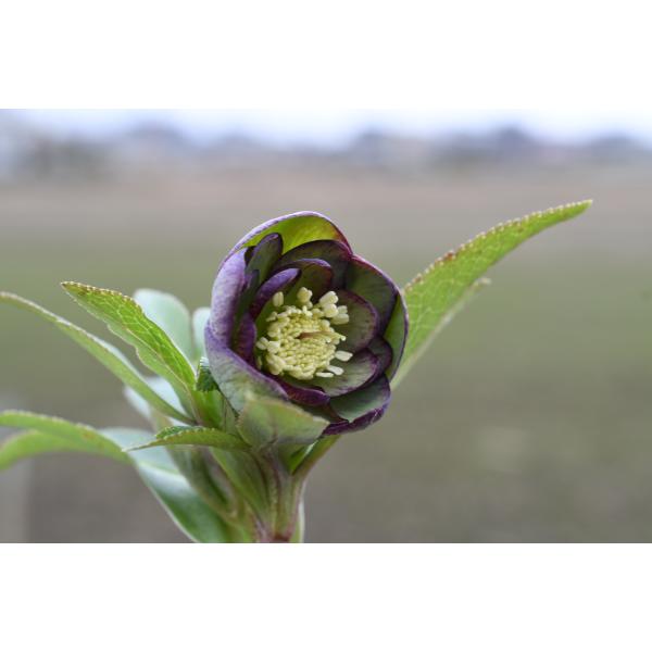 クリスマスローズ開花株 DDWildCollectionグリーングレープピコティ