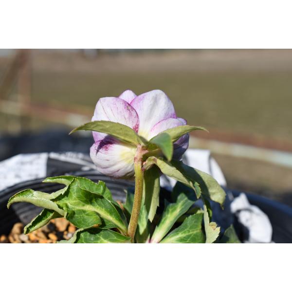 クリスマスローズ開花株 DD紅白の輝き 129 現品限り : 金井園芸 - 通販