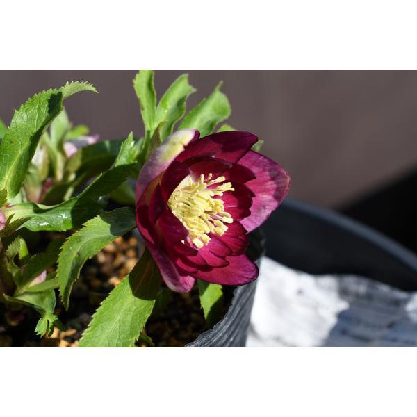 クリスマスローズ開花株 DDグロッシーカラー☆グロスレッド 140 現品