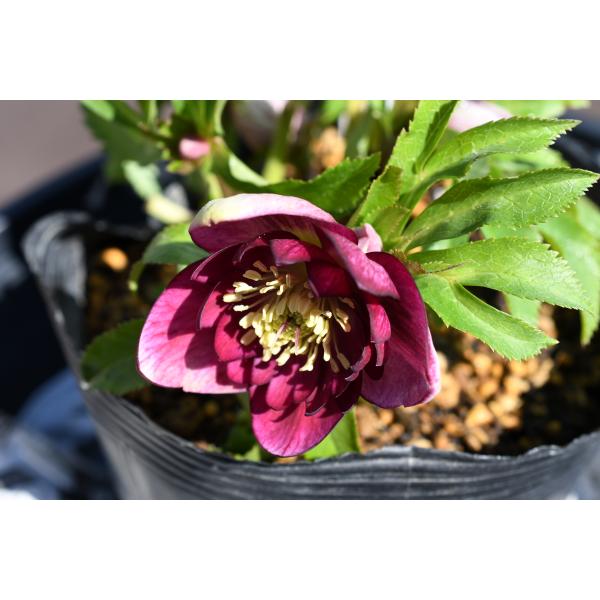 クリスマスローズ開花株 DDグロッシーカラー☆グロスレッド 140 現品