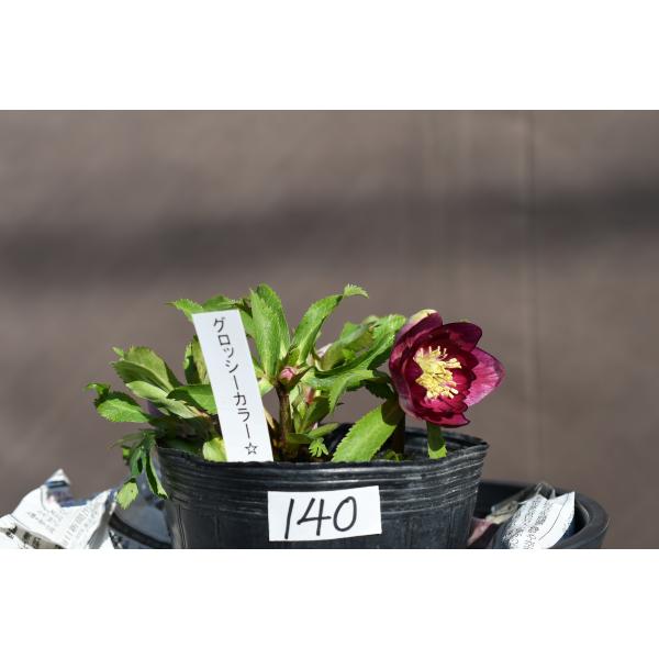 クリスマスローズ開花株 DDグロッシーカラー☆グロスレッド 140 現品
