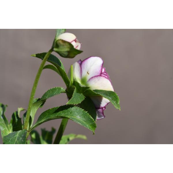 クリスマスローズ開花株 DDシャガール 231 現品限り : 金井園芸 - 通販