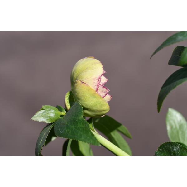 クリスマスローズ開花株 DD毬姫イエローピコティ 233 現品限り : 金井