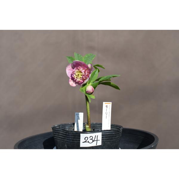 クリスマスローズ開花株 SDパープルピンクモーリー 234 現品限り
