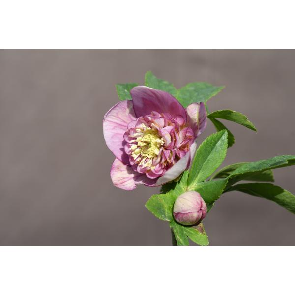 クリスマスローズ開花株 SDパープルピンクモーリー 234 現品限り