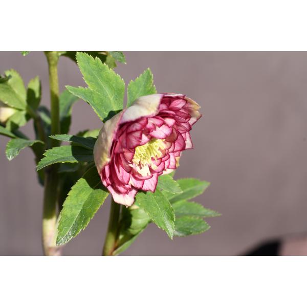 クリスマスローズ開花株 DDグロッシーカラー☆多弁咲きリバーシブル