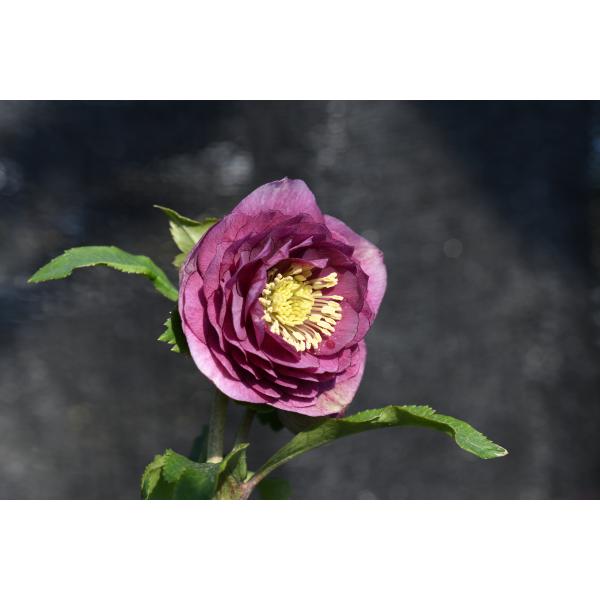 クリスマスローズ開花株 DDアンティークアフロディーテ 245 現品限り