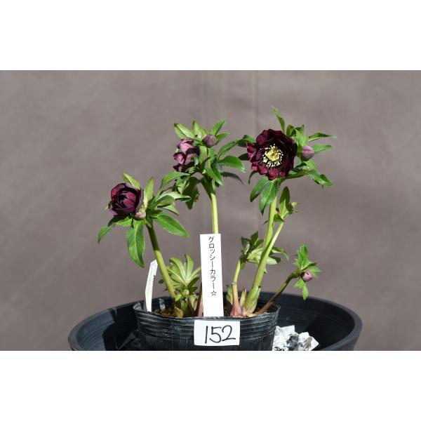 クリスマスローズ開花株 DDグロッシーカラー☆グロスボルドーレッド