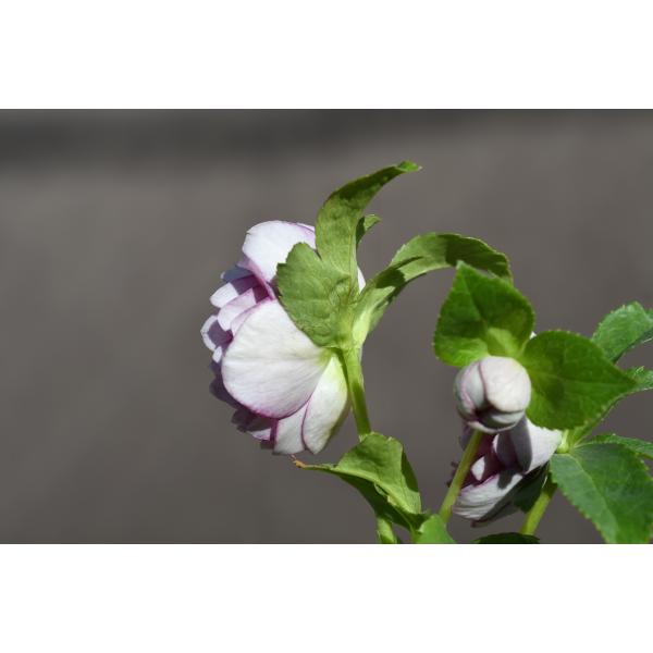 グラデーションベインオーレア×ピエラ☆クリスマスローズ交配苗☆開花