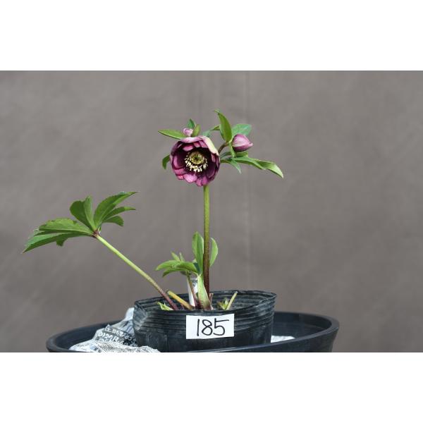 クリスマスローズ開花株 DDカップ咲きあずきレッド 185 現品限り