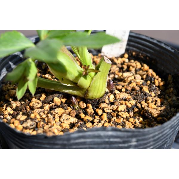 クリスマスローズ開花株 芳香性DDフレグランスソフトイエロー