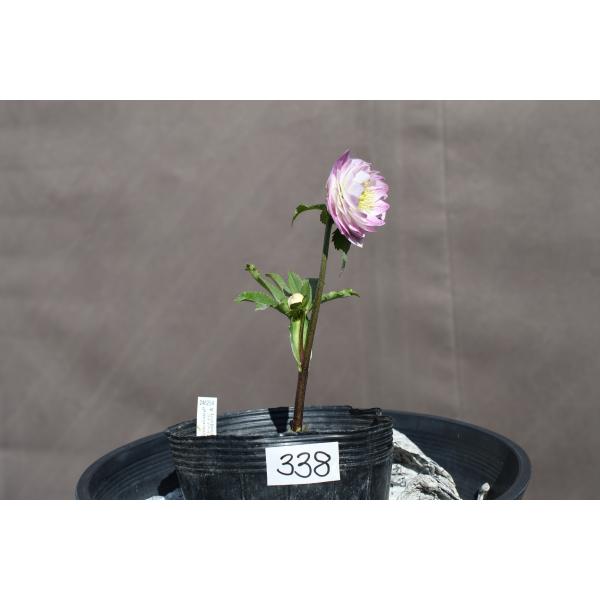 クリスマスローズ開花株 DD多弁咲き系ホワイトグラデーションベイン