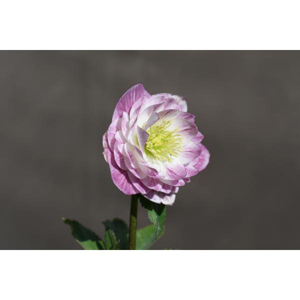 クリスマスローズ開花株 DD多弁咲き系ホワイトグラデーションベイン