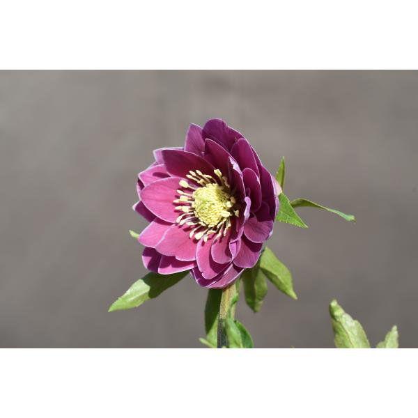 クリスマスローズ開花株 DDエクリプス 346 現品限り : 金井園芸 - 通販