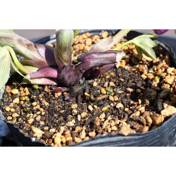 クリスマスローズ開花株 DDエクリプス 346 現品限り : 金井園芸 - 通販