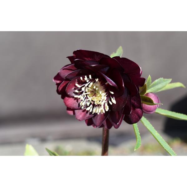 クリスマスローズ開花株 キラメキ寄りのDDグロッシー☆赤蕊ディープ