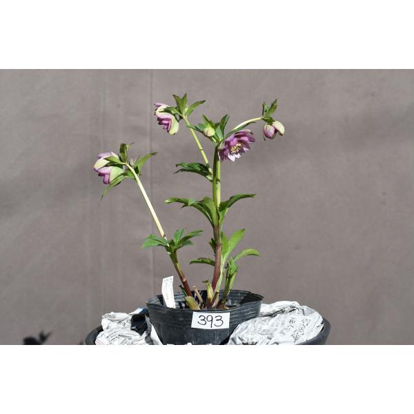 クリスマスローズ開花株 DDバイカラーベイン 39 3現品限り : 金井園芸