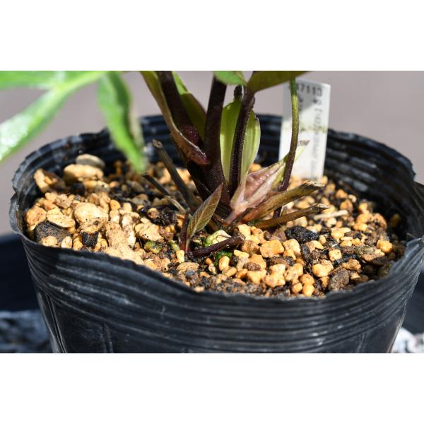 クリスマスローズ開花株 DDキラメキ☆レッド 260 現品限り : 金井園芸