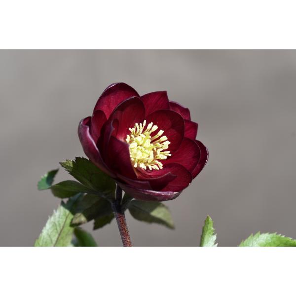 クリスマスローズ開花株 DDキラメキ☆レッド 260 現品限り : 金井園芸