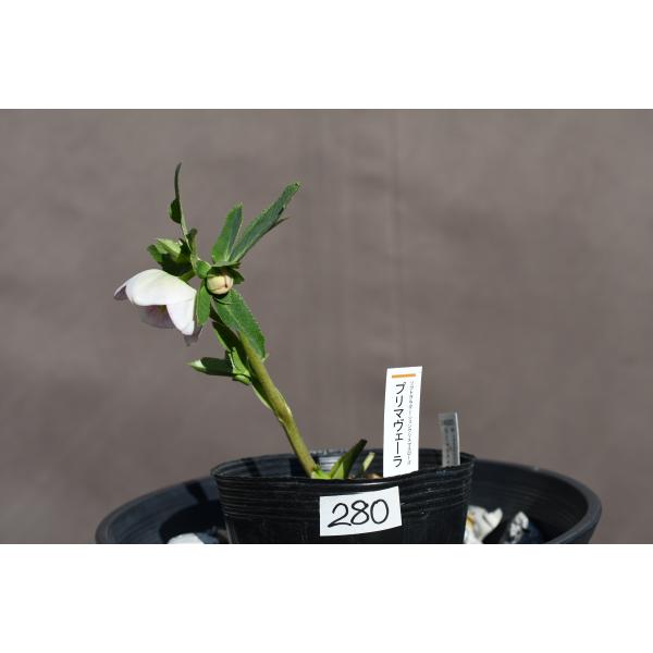 クリスマスローズ開花株 SDプリマヴェーラ 280 現品限り : 金井園芸