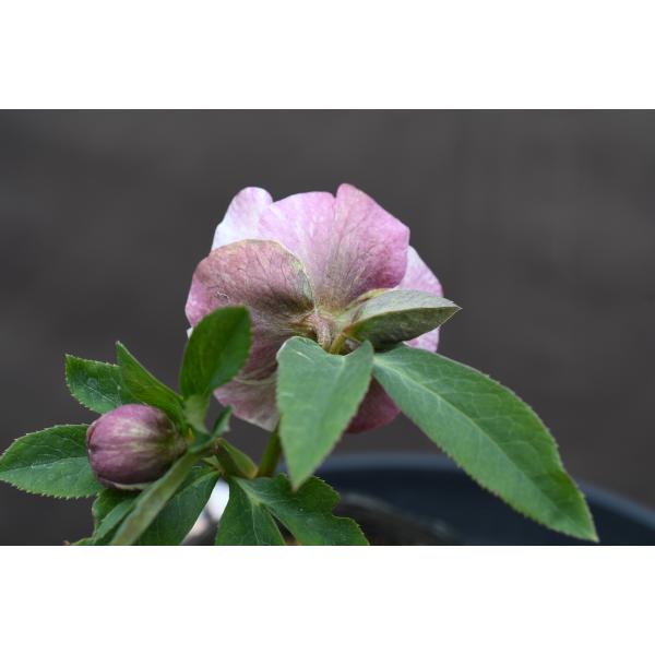 クリスマスローズ開花株 DD多弁咲き分け絞り咲き 281 現品限り : 金井