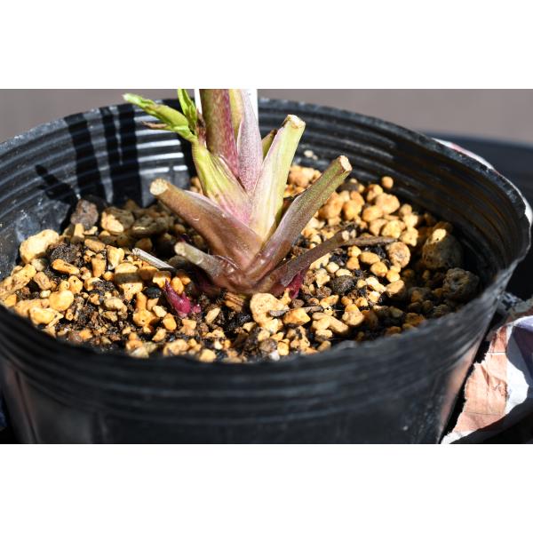 クリスマスローズ開花株 SDアンティークモーリー 270 現品限り : 金井