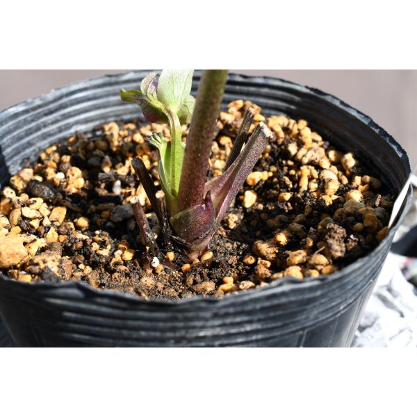 クリスマスローズ開花株 SDアンティークモーリー 273 現品限り : 金井