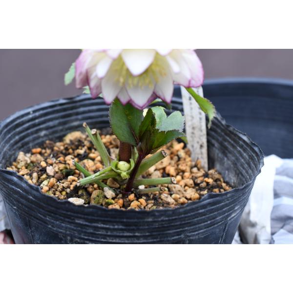 クリスマスローズ開花株 DDレッドエンジェル 283 現品限り : 金井園芸