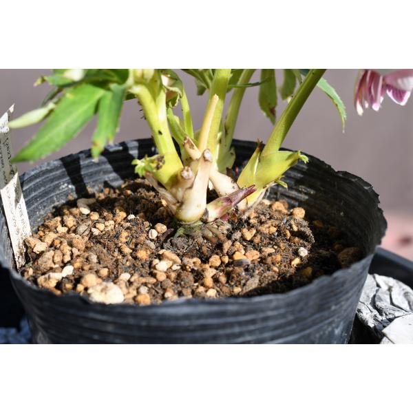 クリスマスローズ開花株 DDグロッシーカラー☆グロスプリマヴェーラ