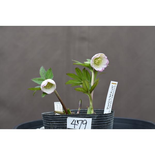 クリスマスローズ開花株 DDレッドエンジェル 479 現品限り : 金井園芸