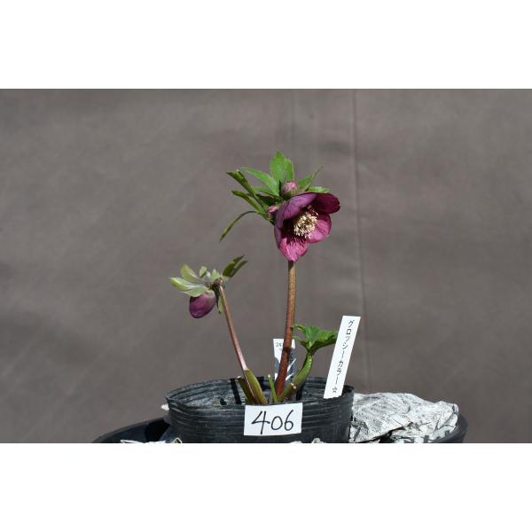 クリスマスローズ開花株 SDグロッシーカラー☆グロスパープルレッドピ