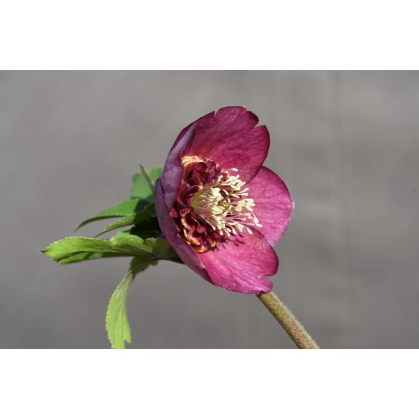 クリスマスローズ開花株 SDグロッシーカラー☆グロスパープルレッドピ