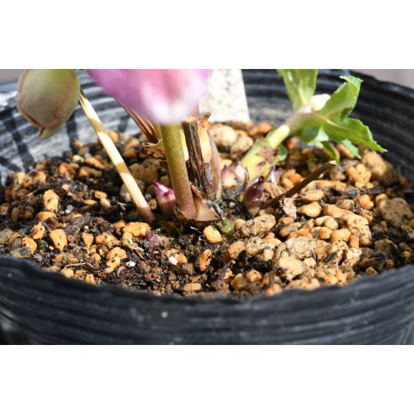 クリスマスローズ開花株 SDゴールドモーリー 413 現品限り : 金井園芸