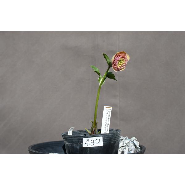 クリスマスローズ開花株 DDアンティークアフロディーテ 432 現品限り