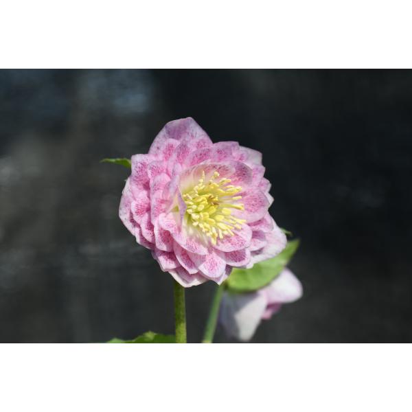 クリスマスローズ開花株 DD多弁咲き系ピンクミスト 448 : 金井園芸