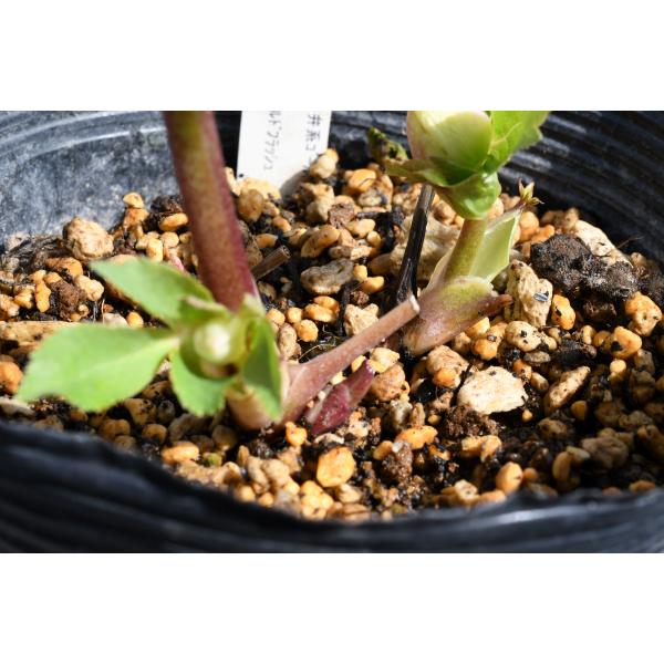 クリスマスローズ開花株 DDゴールドフラッシュ 438 現品限り : 金井