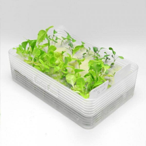 リビングファーム LFS-084 苗作り 水耕栽培キット MS1 リーフレタス