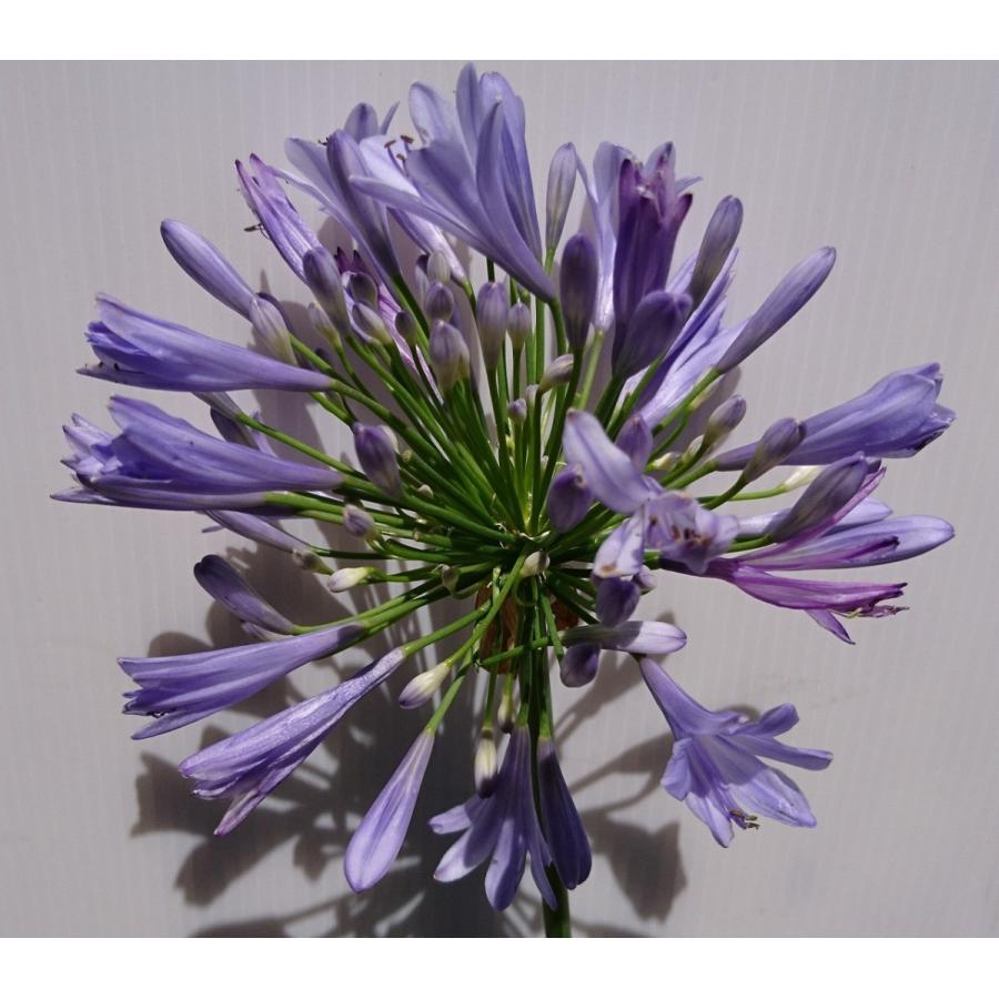 アガパンサス 大きな15cmポット入り 大株 3ポットセット 紫花 多年草